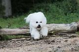 BICHON FRISE 155